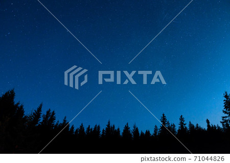 Forest under night sky with stars Forest under night sky with stars 71044826