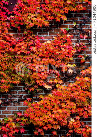 Red-colored ivy leaves covering the brick wall Red-colored ivy leaves covering the brick wall 71044900