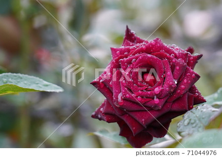 玫瑰濕雨 玫瑰濕雨 71044976