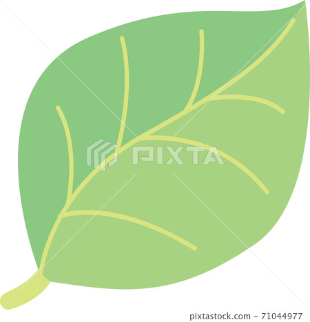 綠葉 71044977