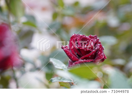玫瑰濕雨 玫瑰濕雨 71044978