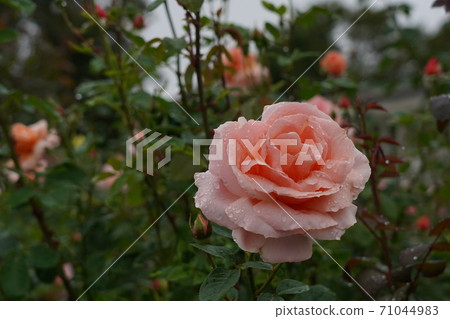 玫瑰濕雨 玫瑰濕雨 71044983