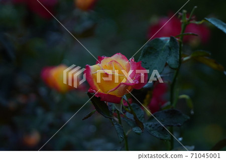 Rose wet with rain 71045001