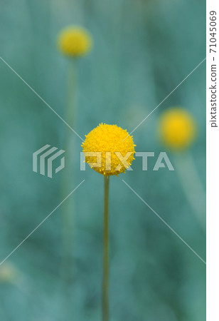 Single Australian native Yellow Billy Button flower head, Craspedia glauca, daisy family Asteraceae. Also known as woollyheads or drumstick flowers. Perennial spring and summer flowering 71045069