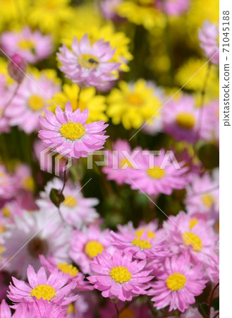 Pink Rhodanthe manglesii everlasting daisies among yellow Showy Everlastings, Schoenia filifolia, family Asteraceae. Also known as Paper daisies and strawflowers. Endemic to Western Australia Pink Rhodanthe manglesii everlasting daisies among yellow Showy Everlastings, Schoenia filifolia, family Asteraceae. Also known as Paper daisies and strawflowers. Endemic to Western Australia 71045188
