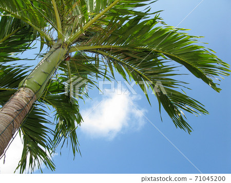 Looking up at Tokkuriyashimodoki 71045200