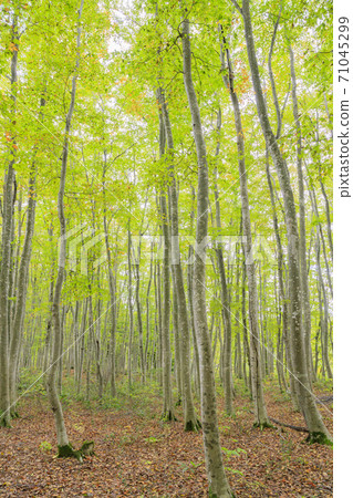 Beauty forest beech yellow leaves 71045299