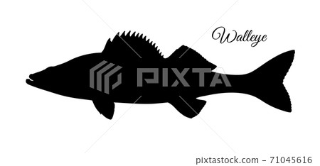 Walleye fish silhouette 71045616