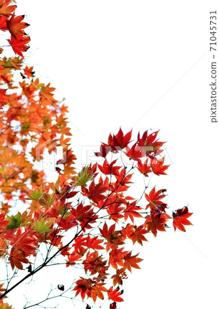 Autumn leaves Autumn leaves 71045731