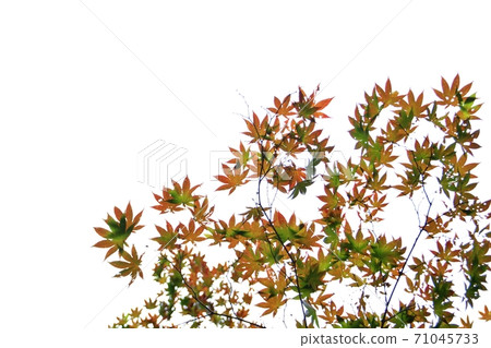 Autumn leaves Autumn leaves 71045733