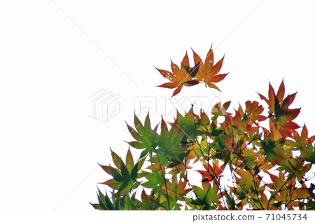 秋天的樹葉 秋天的樹葉 71045734