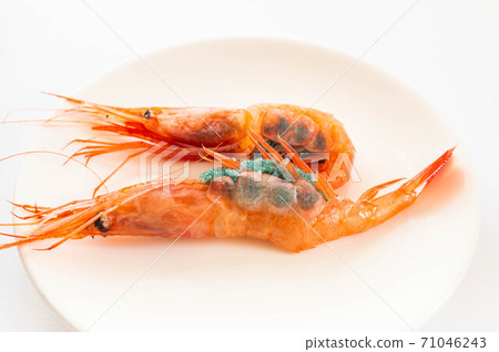 Pink shrimp holding an egg Pink shrimp holding an egg 71046243