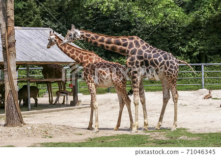 動物園郊遊 動物園郊遊 71046345