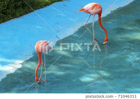 火烈鳥 火烈鳥 71046351