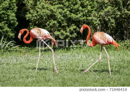 Flamingo Flamingo 71046419