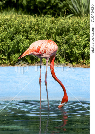 Flamingo 71046420