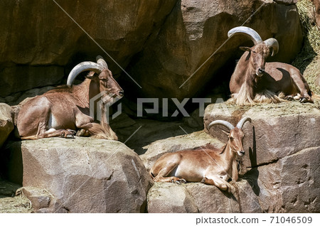 Goat 71046509