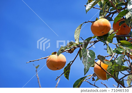 柿子堅果 71046530