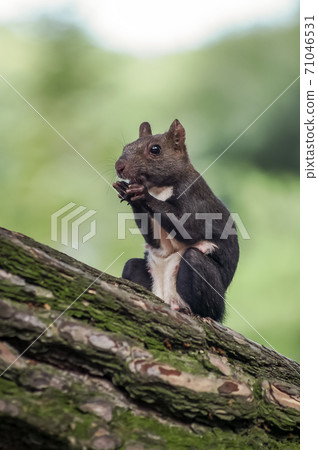 靴子 靴子 71046531