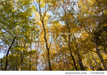 Mountain trail from Misaka Shrine to Mt. Fujimidai (autumn leaves) 71046560