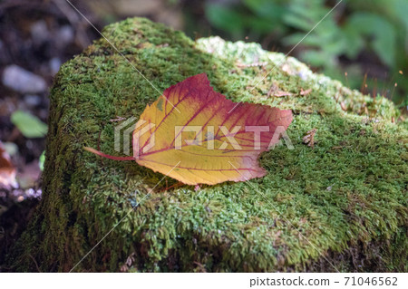 Turnips and fallen leaves Turnips and fallen leaves 71046562