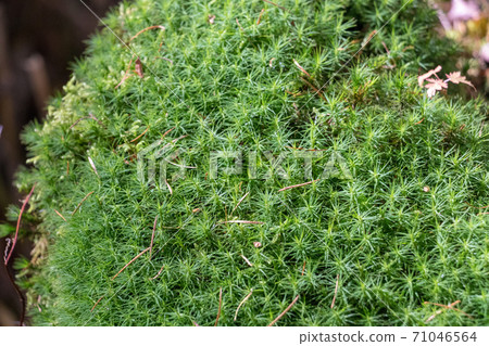 Moss Moss 71046564