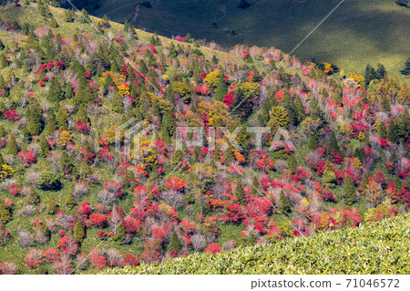 紅富士高原上的秋葉 紅富士高原上的秋葉 71046572
