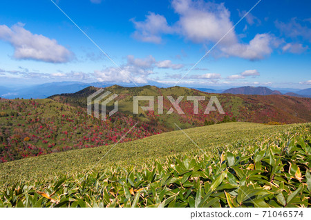 紅富士高原上的秋葉 紅富士高原上的秋葉 71046574