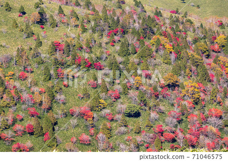 紅富士高原上的秋葉 71046575