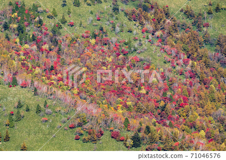 紅富士高原上的秋葉 71046576