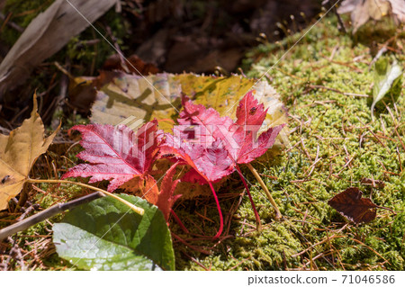 Fallen leaves  71046586