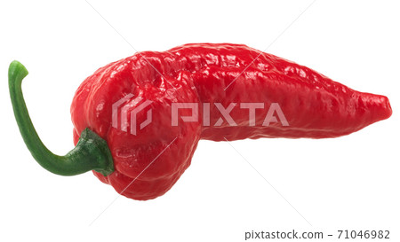 Bhut Jolokia ghost chili pepper (Capsicum frutescens x Capsicum chinense hybrid), isolated  single pod 71046982