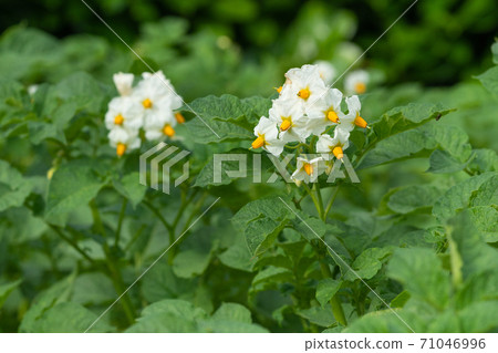 Potato, Solanum tuberosum 71046996