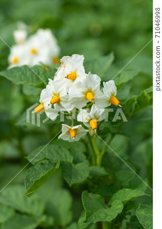 Potato, Solanum tuberosum 71046998