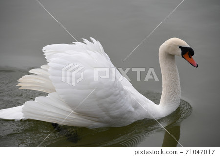 Swan Swan 71047017