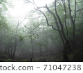 Fantastic forest in the haze 71047238