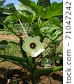 Glittering white flowers of okra 71047242