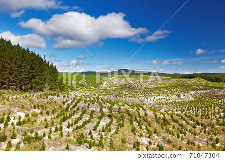 Forest plantation with new seedlings 71047304