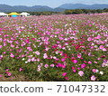  Cosmos field 71047332