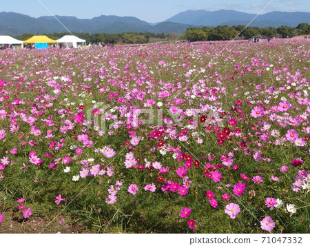 Cosmos field Cosmos field 71047332