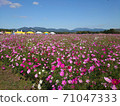  Cosmos field 71047333