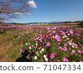 Beautiful cosmos 71047334