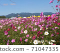 Cosmos flower garden 71047335