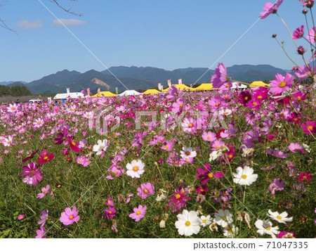 波斯菊花園 71047335