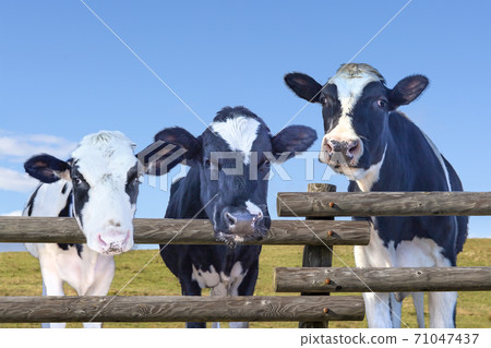 A calf looking at the camera through a fence against the blue sky in the nourishment of me on the plateau A calf looking at the camera through a fence against the blue sky in the nourishment of me on the plateau 71047437