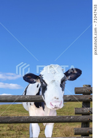 小牛通過籬笆看著相機反對藍藍的天空,與我在高原上的營養 小牛通過籬笆看著相機反對藍藍的天空,與我在高原上的營養 71047438