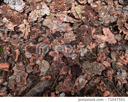 The ground under spruce tree covered with fallen bark. 71047501