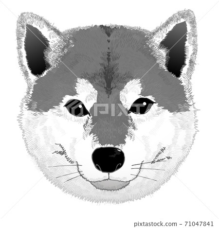 柴犬黑白白色背景 柴犬黑白白色背景 71047841