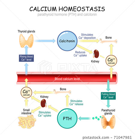 Calcium metabolism 71047981