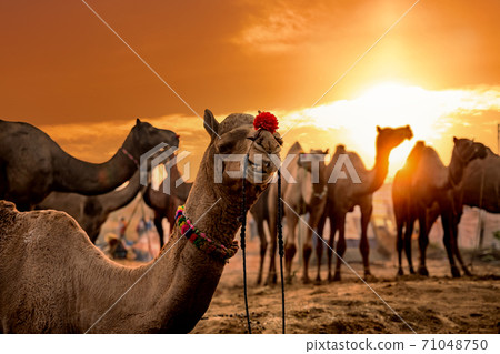Camels at the Pushkar Fair, also called the Pushka Camels at the Pushkar Fair, also called the Pushka 71048750